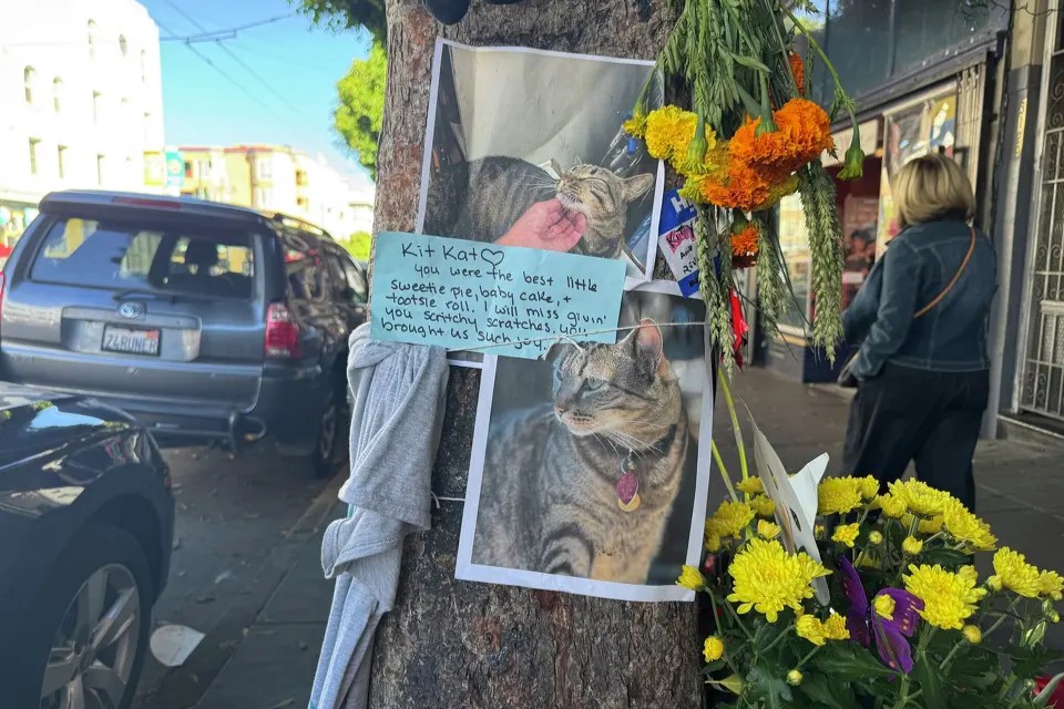 San Franciske autonominio automobilio nužudyta katė sukėlė pasipiktinimą