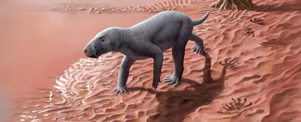 Ancient Saber-Teeth Unveiled in Mallorca