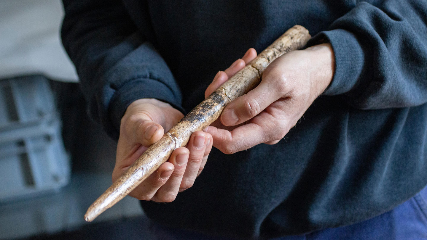 Atrasti seniausi žinomi įrankiai iš banginių kaulų