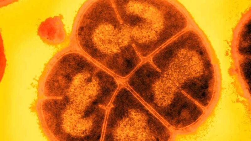 Conan the Bacterium's Radical Defense