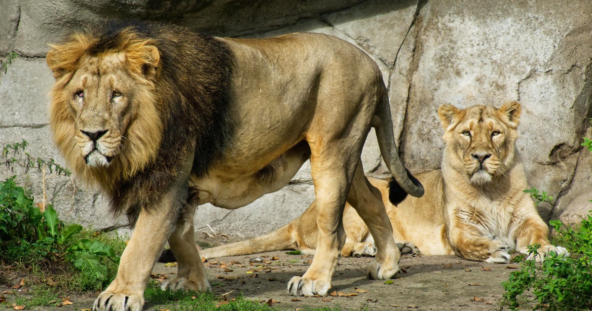 Danijos zoologijos sodas kviečia aukoti naminius gyvūnus plėšrūnams šerti