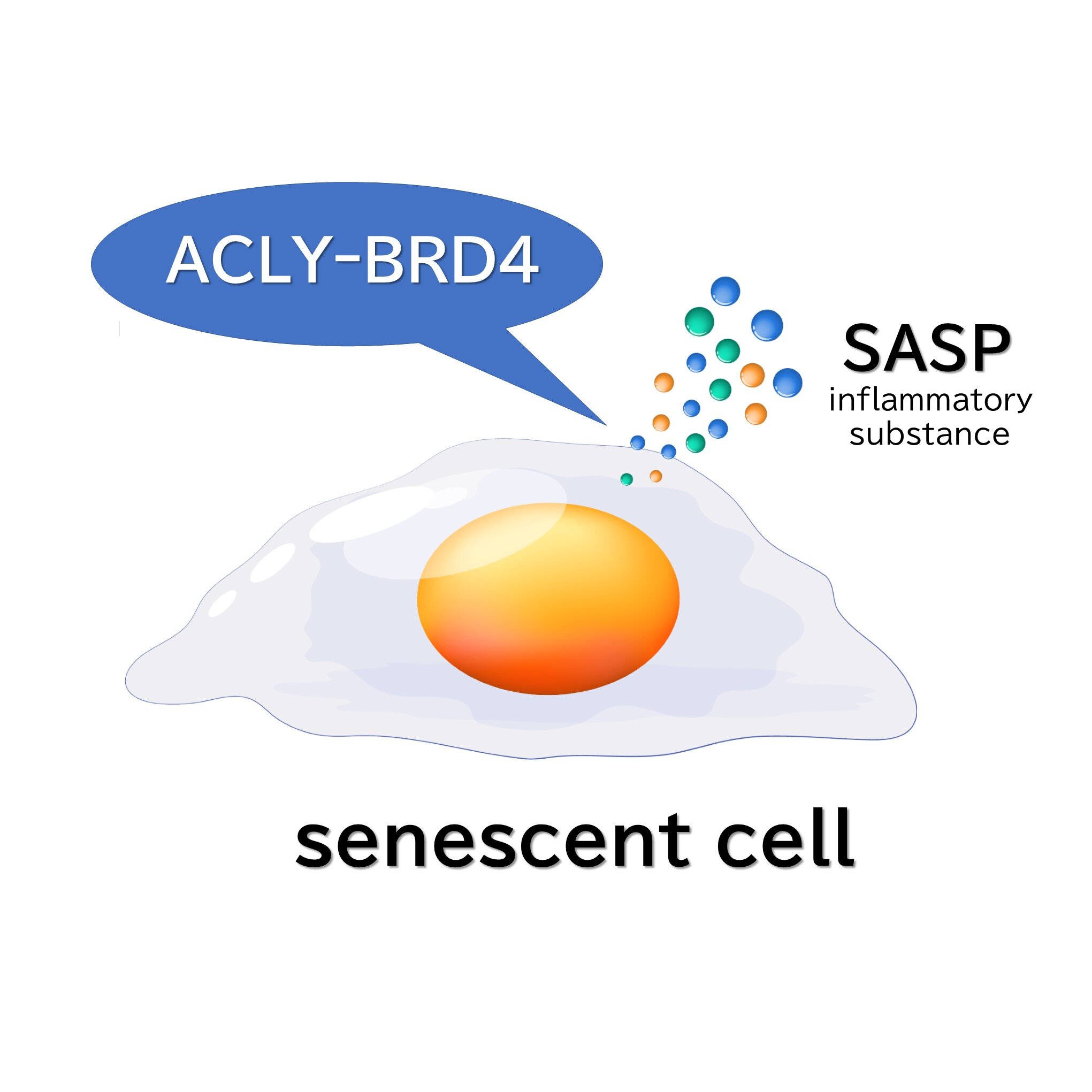 Kumamoto Uni Identifies ACLY's Role in Aging