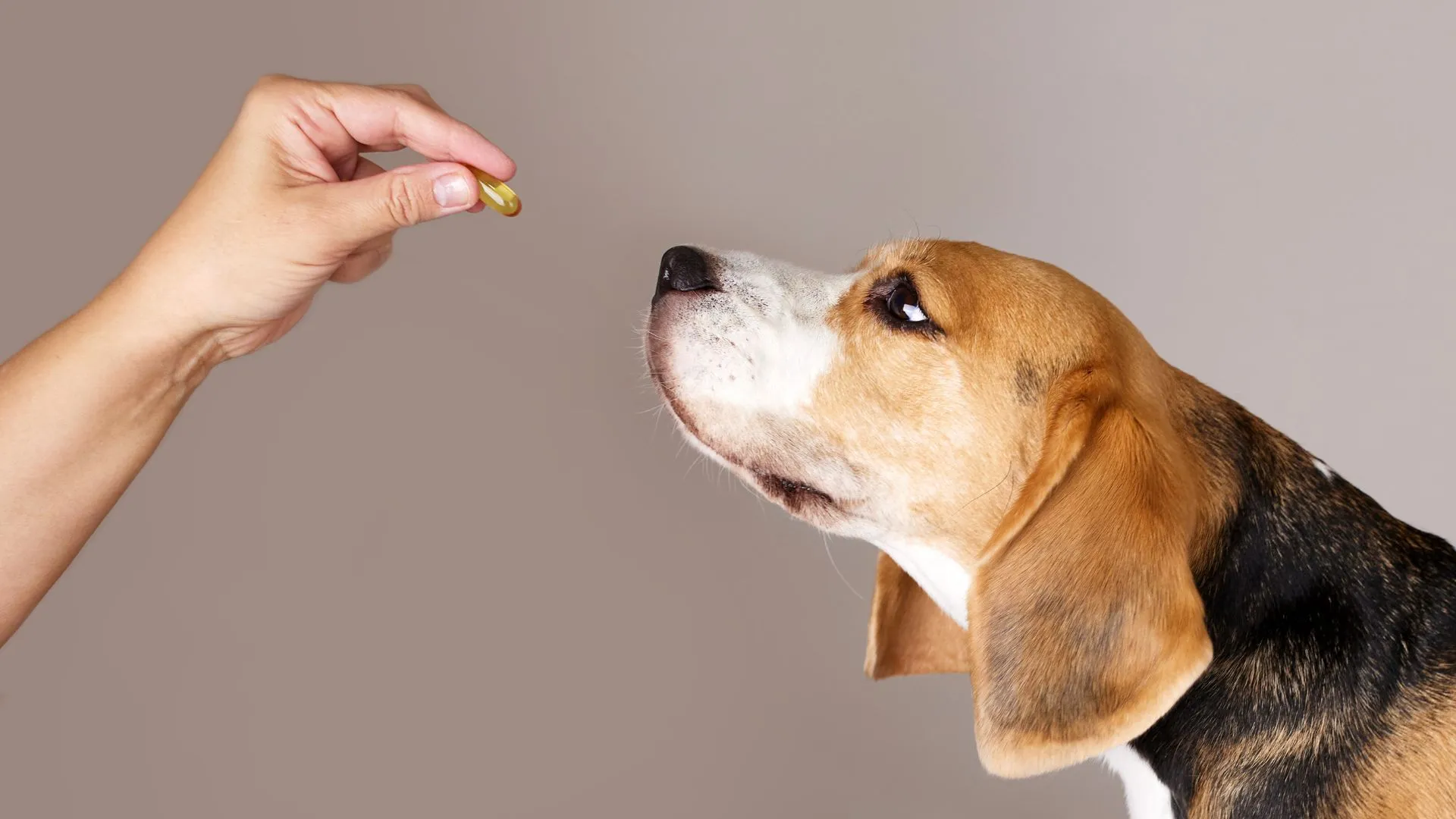 Loyal’s LOY-002 Aims to Fetch Extra Years for Dogs