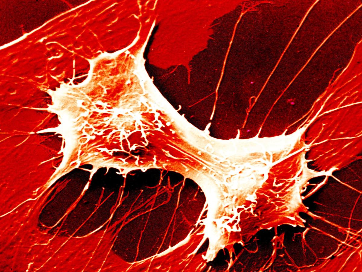 Scientists Sound Alarm on 'Mirror Life' Risks